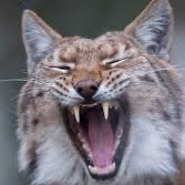 rockiiart's profile picture. 