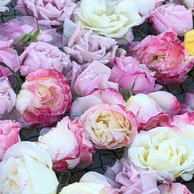 UOzf0hgwoU86849's profile picture. 30↑ オタ活ポストやお取引はこちらに移行します。別アカにてお取引実績あり。推し多め。コンプ目的の交換譲渡あり。交換は現場、都内手渡し、郵送など お気軽にお声かけください🌸