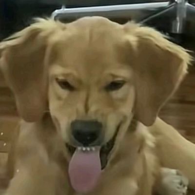 kuagchunii's profile picture. 계정주:사망