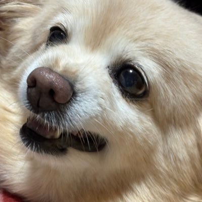 H8N7chan's profile picture. 