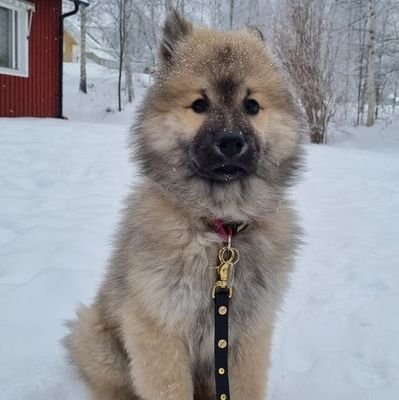 CorgiLoversCom1's profile picture. if you are a #eurasier lover& owner..plz follow me...you will see amazing eurasier videos & picture😍