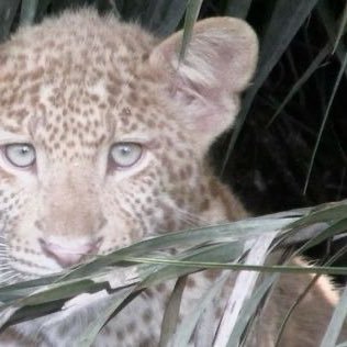 schillosko's profile picture. pain is temporary niche twitter fandom is forever