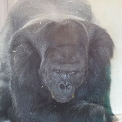 Mnikaziwemfen's profile picture. Manchester United❤️
Kaizer Chiefs🤘