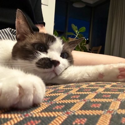 snowshoe_mami's profile picture. snowshoe?!🐈♀ 元保護猫ちゃん:推定11～12歳(10年以上一緒にいます🌱) 鼻ぶちと短いしっぽがチャームポイント