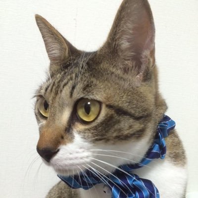 licht303's profile picture. SiM、XngHan ＆ Xoul、BOYNEXTDOOR、8TURN、RIIZE、サバプロ、PSYCHIC FEVER、&TEAMが好き。