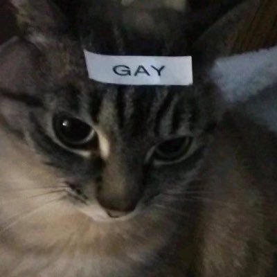 hapihapikitti's profile picture. @hapihapikitten 계정정지 5회 이상의 사나이