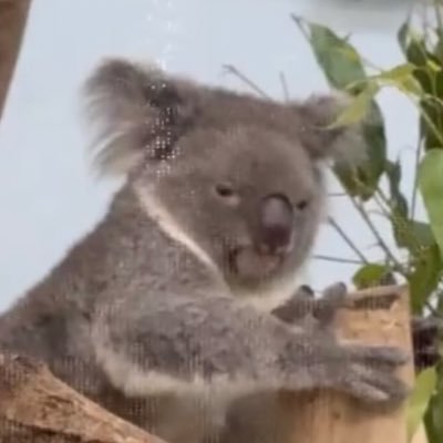 cy_1332's profile picture. ｜🐨 ミラ 、ツムギ、Moana💕｜ No koala no life