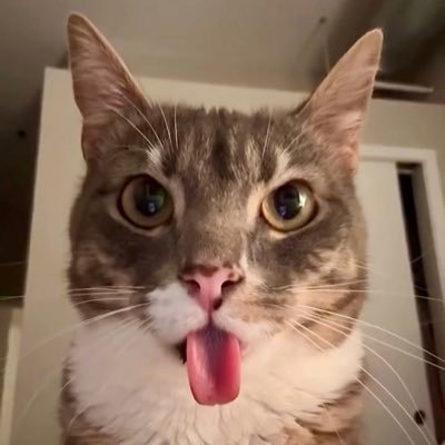 devygram's profile picture. Hola