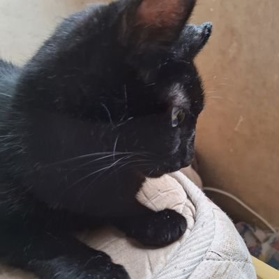 davidliber22791's profile picture. cat