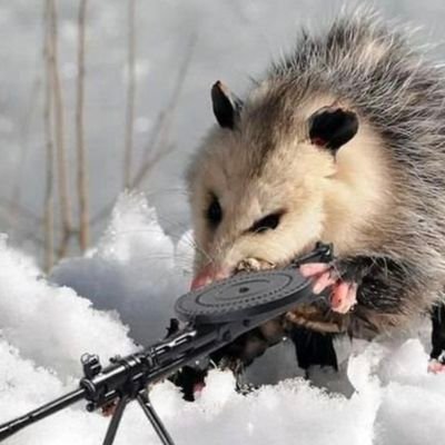 pussyposum's profile picture. 