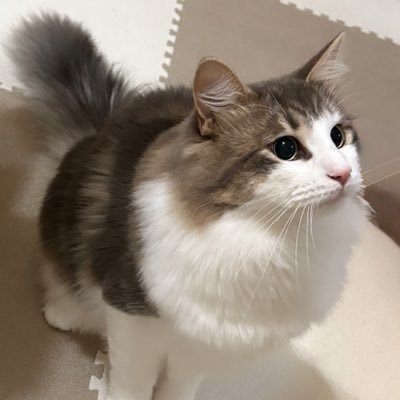 nanala1112's profile picture. 𝙽𝚊𝚗𝚊𝚕𝚊 🌻/ 🐈 ♂ / 🎂 𝟸𝟺.𝟷𝟷.𝟷𝟸 / 🏠️ 𝟸𝟻.𝟷.𝟹𝟷 / #𝙽𝚘𝚛𝚠𝚎𝚐𝚒𝚊𝚗𝙵𝚘𝚛𝚎𝚜𝚝𝙲𝚊𝚝 / 無断転載、二次加工×