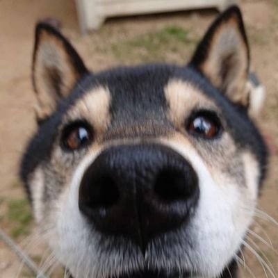 shimijiro's profile picture. 地元・広島の車両を中心に、ズボラに作って1人満足しているアカウントです。えろえろ回転火の粉止めなおっさんですんません。
【((o(´∀｀)o))ﾜｸﾜｸ】H-01・EF81 455・クモハ42・キハ58003・ふれあいパル・ラウンジカーセット・キハ23/53・キハ214　計15両