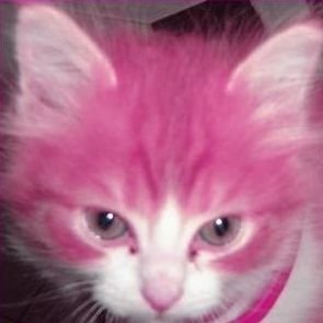 draculabambi's profile picture. mugi!! comms:closed | https://t.co/YPAgiwMLaC