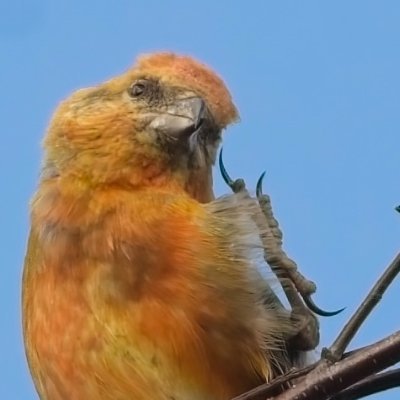 sh4rpy's profile picture. a keen birder 
@theCALMzone @SurvivorsUk @Mindcharity