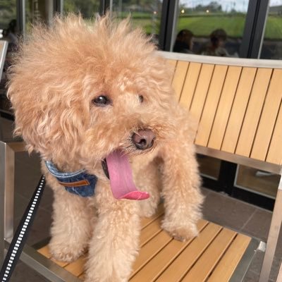 yan_yan_fitness's profile picture. 2児の父です😎✨愛犬はトイプー🐶車🚗筋トレ🏋️懸賞✨