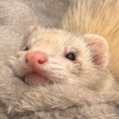 ferret__game's profile picture. フェレット飼ってる方、ゲーム好きな方、仲良くして頂けると嬉しいです。今夢中→ ELDEN RING NIGHTREIGN｜Monster Hunter Wilds │ Ghost of Yōtei