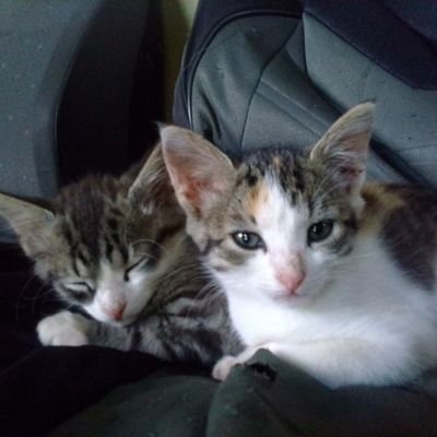 badilame's profile picture. Admin & Coordinator @shandisrecords