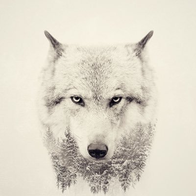 direwolf2071's profile picture. 