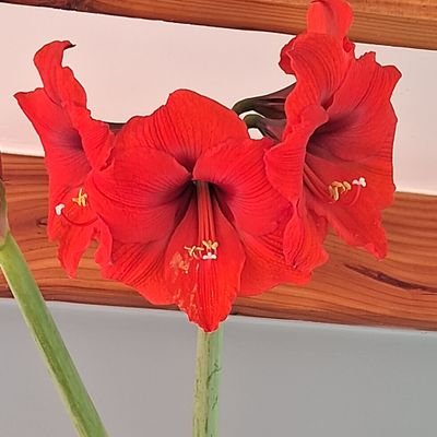 pilarlarraing's profile picture. Rompiendo Paradigmas