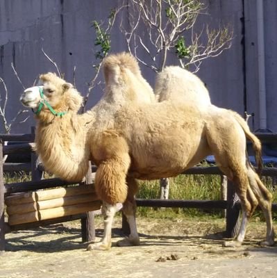 真人　ワコーズ 正人 (@unn5g3HzY158172) / Posts / X