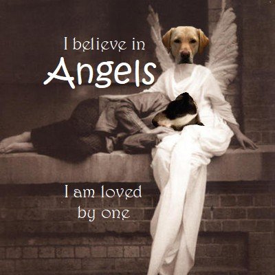 PuppyNumber7's profile picture. Loyal, faithful & dependable. Best friend. Married to an angel @AngelKeely #Tripawd #CancerFighter 21/02/07-15/02/19 #OTRB