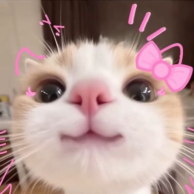 BENZJICYJ_'s profile picture. ꒰⁠ @ppnaravit @phuwintang ꒱ 🐻🐼꒰⁠ @jnnrrs @Markjrtn ꒱🐶🐱꒰⁠ @perthppe @Ppsanta ꒱ 🖤🤍꒰⁠ @ChenRcj @dunknatachai ꒱ 🥑🌻 ꒰⁠ @stampPanachkorn ꒱🐨