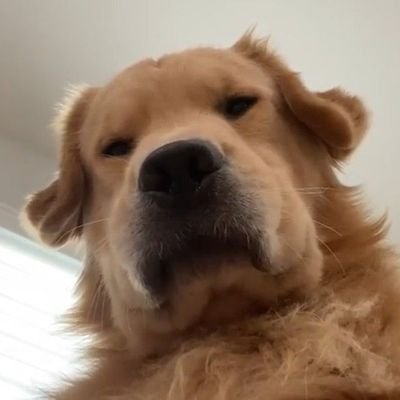 jommllcc's profile picture. 