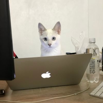 cathigehige's profile picture. 