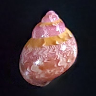 tC62839734's profile picture. #貝 拾い
電車とバスで出掛け、自分で拾い撮影して、ポストしています
同定はまだまだ勉強中です
主に房総半島と三浦半島を徘徊していましたが、海無し県に転勤
とりあえず静岡あたりの海岸で遊んでみます
#shell