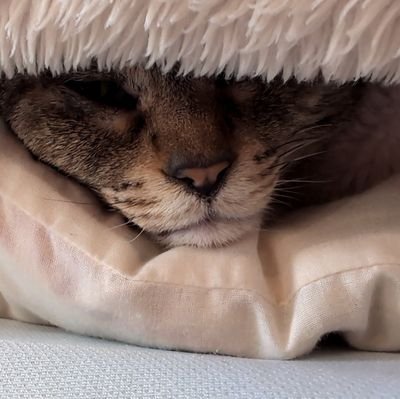 miku_azuchi's profile picture. 