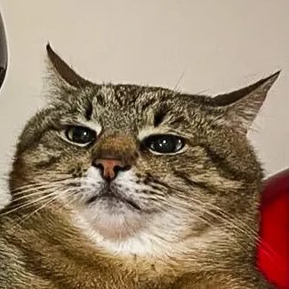 nate_lingaus's profile picture. BA in starbucks barista (political) science / you can believe it, or not, pretty middle of the road on most things