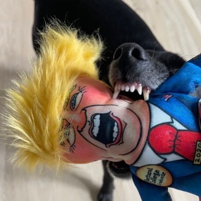 TimmyTate66's profile picture. Blue dot in a red state. Please adopt, don’t shop 🐶 No Maga🤮 Save Democracy✌🏼No F’n Kings #VoteBlue #BKind 🌊💙🏳️‍🌈 🖤🧡Go Bengals 🏈 Go Royals ⚾️