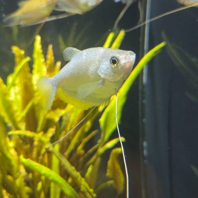 tonyu8472's profile picture. 100均カードゲーマーの人
ダイバーと少し千怪士です

豆乳はうまい