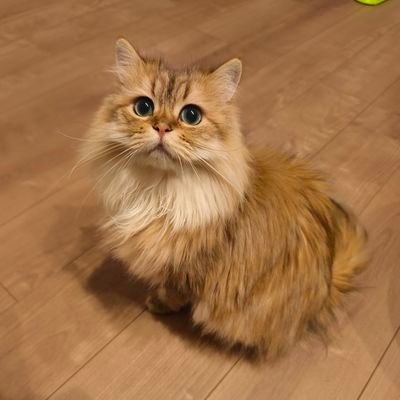 ONAKASUITaDAKE's profile picture. 【家事は男の仕事】を家訓に掲げ、１月中に年末までの献立を決める先回り系です。
奥様の家事分担を減らす事が夫婦円満だと考えつつ。なんやかんや超幸せな日々を送っております。

好きなおかずは【うに豆腐】です。
※DM返しません