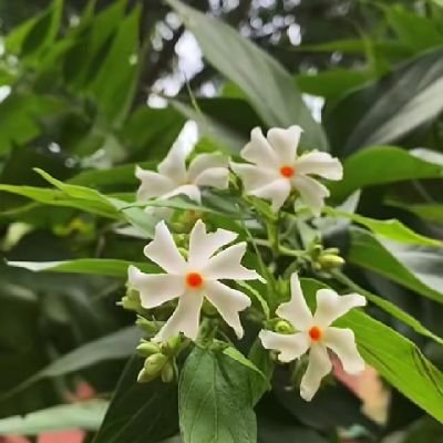 _Harsingar's profile picture. सेक्युलर की एक्स