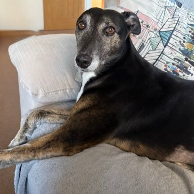 Nigel49256731's profile picture. 