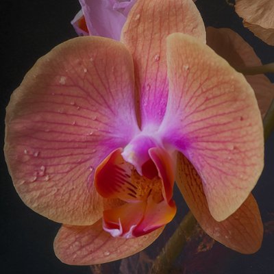 petal_logic's profile picture. digital stems. curated sounds.
blurred, bound, artificial.
hypoallergenic & hypothetical.
a gift that resists decay.

first blooms deployed on #kaspa soon 𐤊