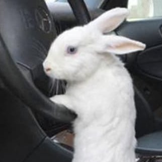 OribaniMaid's profile picture. a bunny maid with adhd | 16 (11 days until 🥳) | oc & multifandom stuff |
I make things for my own pleasure