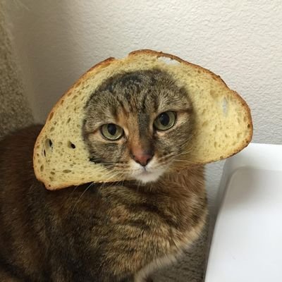 Jason_ert's profile picture. $INBRED @INBREDCATONSOL

面包猫中文社区QQ群:971320380