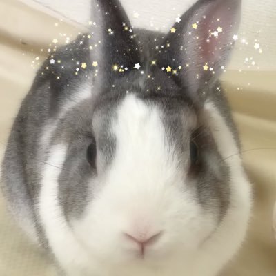 kenryu57112992's profile picture. 2020年 1月5日生まれ ♂ 2025年11月9日🌈の橋を渡りました。呼称:チンチラダッチ 。飾らないシュールな内容のポストを心掛けてます🐰無言フォロー大歓迎！無言フォロー失礼します。