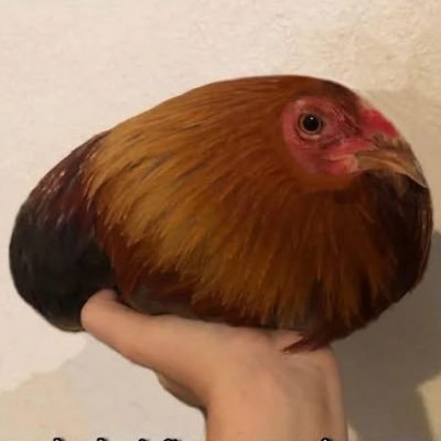 cazulogia's profile picture. daqui a pouco em algum momento da corrida saberemos a verdade