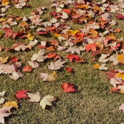 nicochan072's profile picture. 息を潜めながら生きています