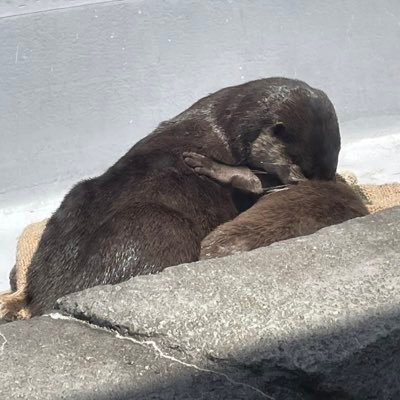 takoten_10's profile picture. 興味 解析/微分幾何/応用数学 うどん高専→数学科 発狂用 @takoten_kimotos