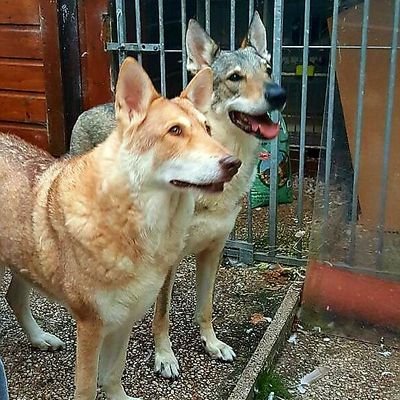 ChaboSmith's profile picture. 