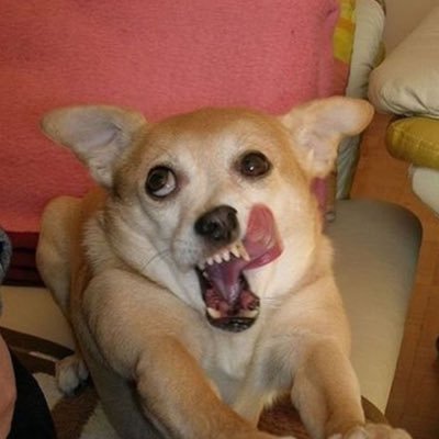 Pochi_Loser's profile picture. コンテンツを買って満足するだけの負け犬です 買って読んで満足 商材屋の養分