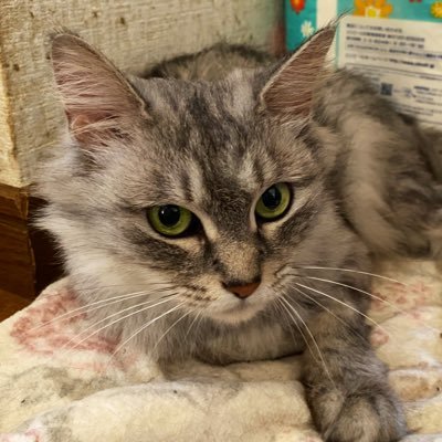 RuneFc95's profile picture. お口にチャック🤐/ルンファクモンハンポケモン好き/落書き置き場かもしれない