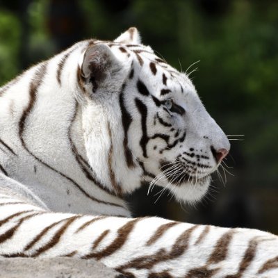 Ryuu4288's profile picture. ♀ | 🔕 仕事多忙 |↑28| 🔞 please read before follow! GL only! 🚬👻 👢 ⚠️ゲームのネタバレ注意 ⚠️ banner by @Laniake_art 
Repost with credit
Multi-fandom