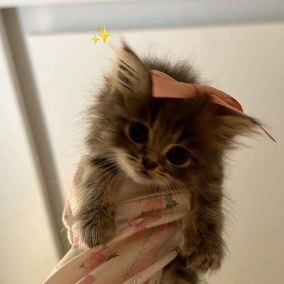 emanTanvee18284's profile picture. "Crypto Explorer | Sharing insights on Blockchain & Web3 | Let's connect & grow together! 🚀 #Crypto #Web3 #Blockchain"