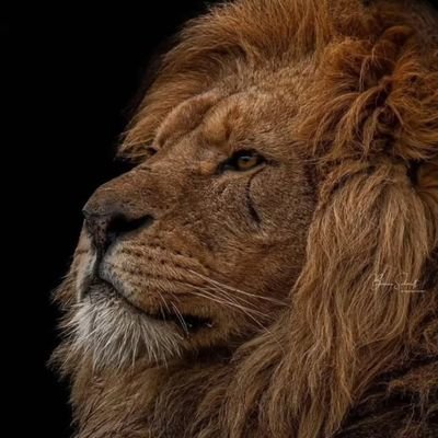 NatureCanvas8's profile picture. #nature ,wildlife and ocean 🌊