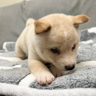 Mochisuke823's profile picture. 